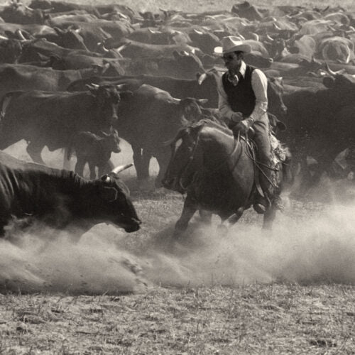 Purpose Built Excellence: The American Quarter Horse at King Ranch
