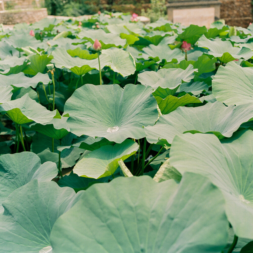 Visual Diary: China